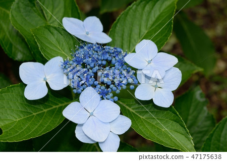 六月雨季初夏藍參花 47175638