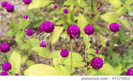 Wildflower that blooms in summer, the zinnia flower Wildflower that blooms in summer, the zinnia flower 47175803