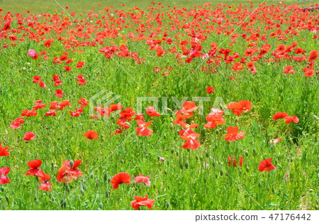 Chirley Poppy（Chichibu Takahara Ranch·Poppy Road / Misawa Minotano Town，Chichibu-gun，Saitama Prefecture）的花田 47176442