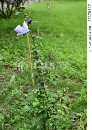 mukge的花和芽 mukge的花和芽 47176467