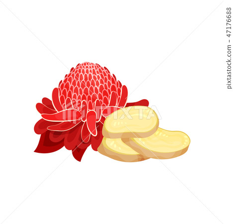 Red Ginger Flower And Three Slices Of Root Stock Illustration