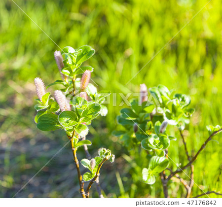 Salix arctica (arctic willow).  47176842