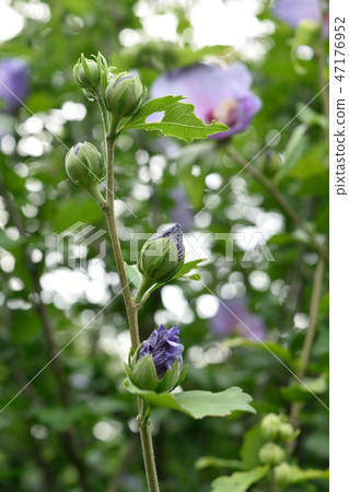 淡紫色mokuge花和芽 淡紫色mokuge花和芽 47176952
