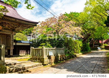 Cherry blossoms Matsumae Ryuunin Cherry blossoms Matsumae Ryuunin 47176968