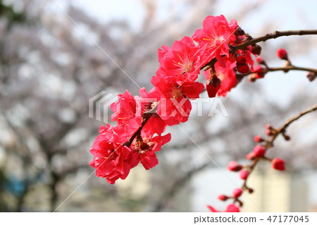 梅花，花，春天， 47177045