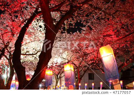 Cherry tree, festival, flower, spring, night view, 47177057