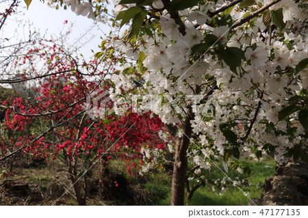 Plum, cherry, spring, 47177135