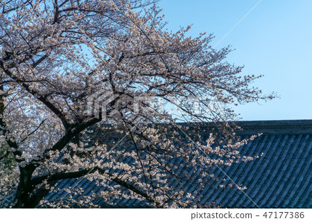 櫻花和屋頂瓦片 47177386