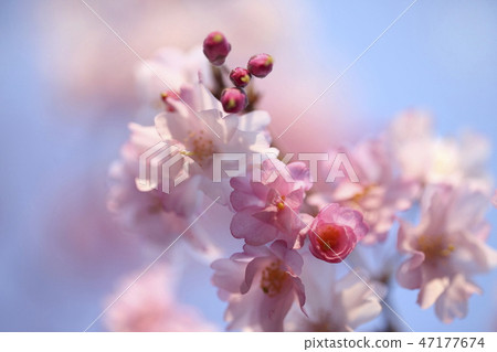 櫻花 47177674