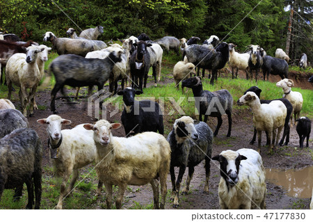 A flock of sheep walks along the road washed  47177830