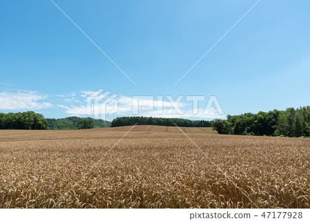 Wheat field 47177928