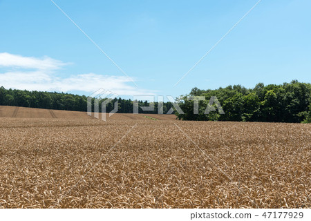 Wheat field Wheat field 47177929