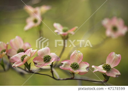 Dogwood 47178599