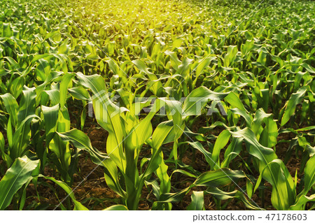 corn field and sunset. agriculture concept corn field and sunset. agriculture concept 47178603