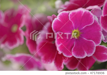 Primula Obconica Primula Obconica 47178936