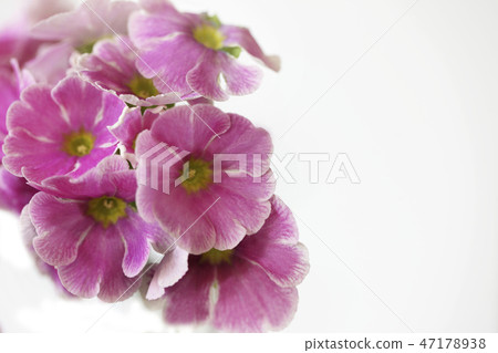 Primula Obconica 47178938