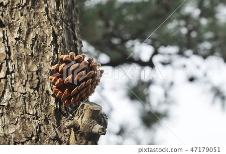 Pine cones plants Pine cones plants 47179051