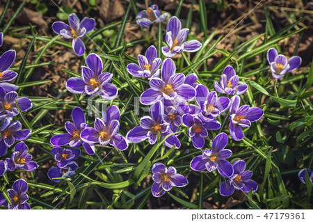 Blooming purple crocus, bumblebee, first spring flowers primrose. Spring botanical Background 47179361
