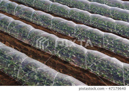 蔬菜隧道栽培 蔬菜隧道栽培 47179640