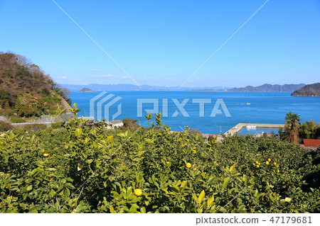 Setonai lemon 47179681