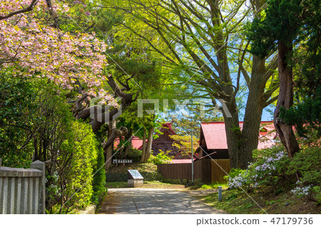 北海道的福山城和寺町的Yae Sakura 47179736