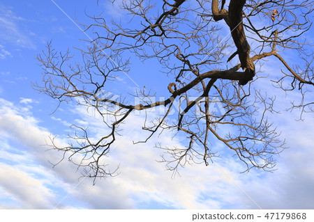 Winter blue sky 47179868