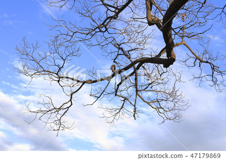 Winter blue sky 47179869
