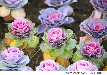 花按鈕 47180092