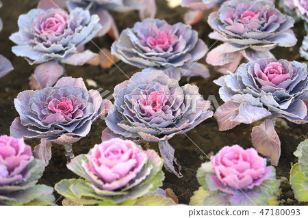 花按鈕 47180093