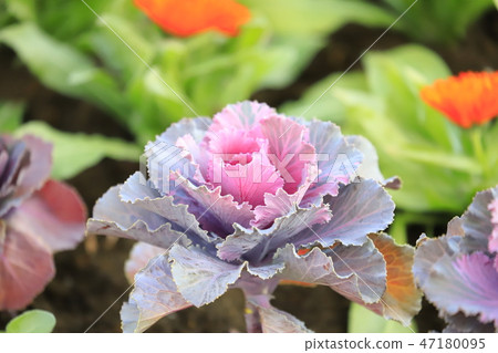 Flower button Flower button 47180095