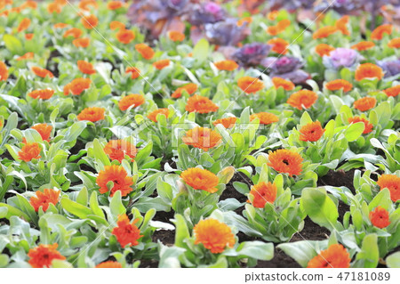 Orange calendula and ha button Orange calendula and ha button 47181089