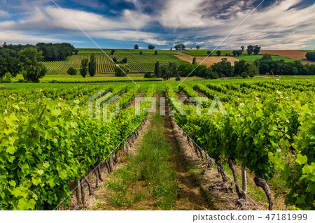 Vineyards at sunset. Gascony, France 47181999