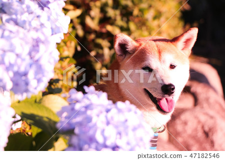 Hydrangea dog Hydrangea dog 47182546