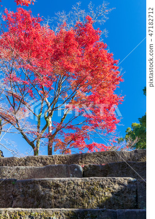 Autumn castle castle [Oita Prefecture Taketa City] 47182712