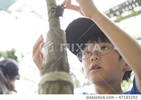 Beetle summer vacation elementary school boy Beetle summer vacation elementary school boy 47183202