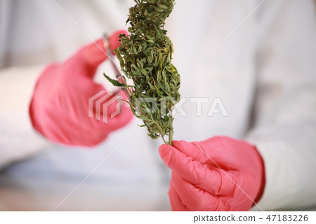 cannabis medical marijuana trimming 47183226