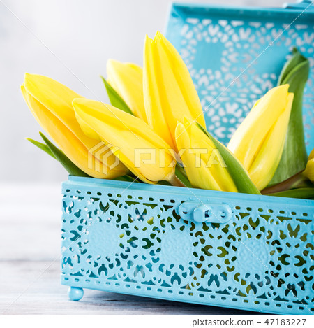Yellow tulips in blue metal box 47183227