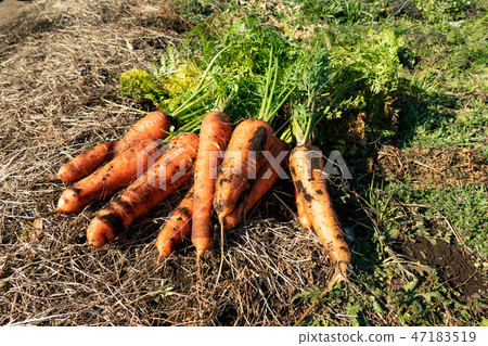 Freshly picked carrots Freshly picked carrots 47183519