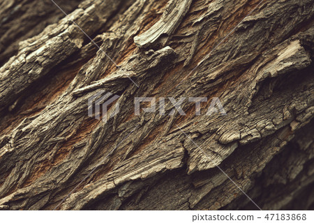Close up macro photo of a tree bark log Close up macro photo of a tree bark log 47183868