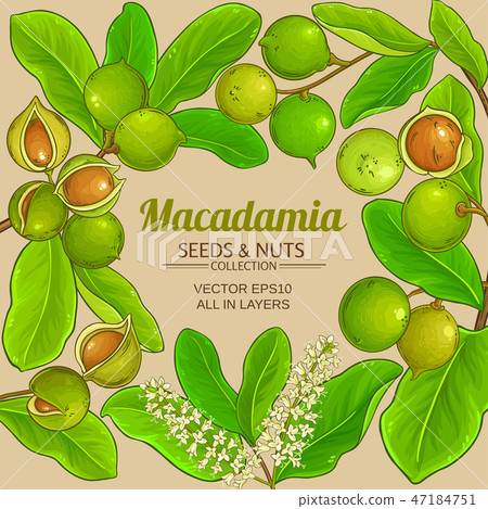macadamia vector frame 47184751