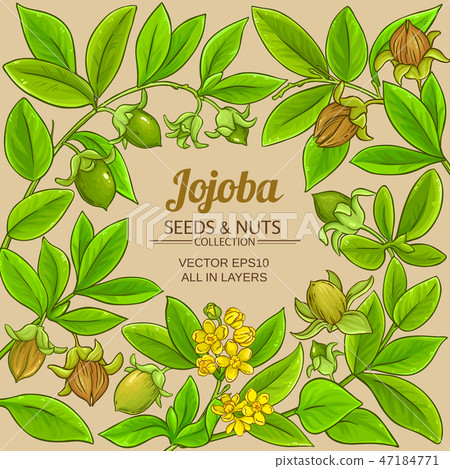 jojoba vector frame jojoba vector frame 47184771