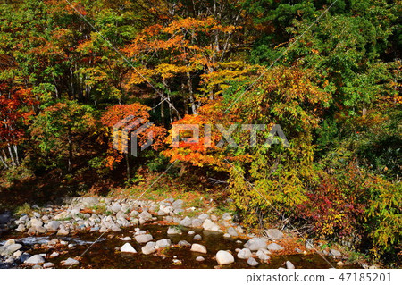 Ogawa and autumn leaves (Fukushima Prefecture) 47185201