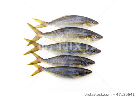 rainbow runner fish isolated on white background 47186641