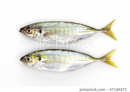 Fresh Yellow stripe trevally fish on white Fresh Yellow stripe trevally fish on white 47186871