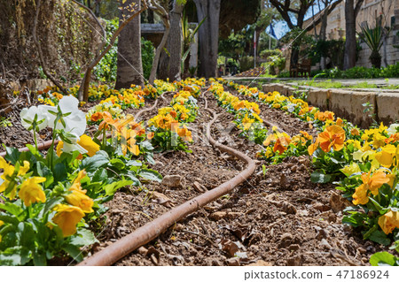 Yellow pansy seedlings and watering system Yellow pansy seedlings and watering system 47186924