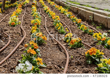 Yellow pansy seedlings and watering system Yellow pansy seedlings and watering system 47186928