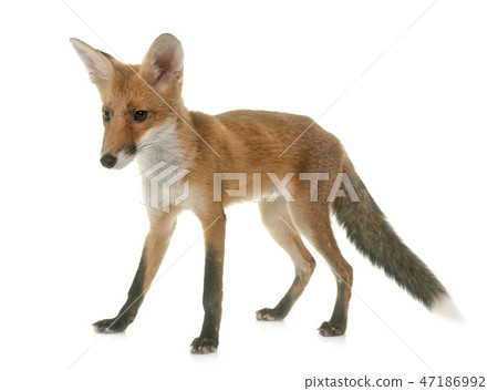 fox eating a chick 47186992