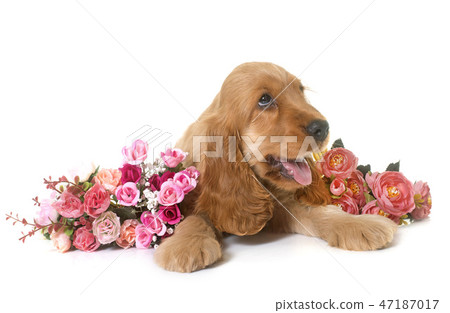 puppy cocker spaniel 47187017