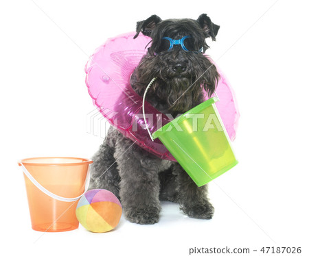kerry blue terrier and beach 47187026