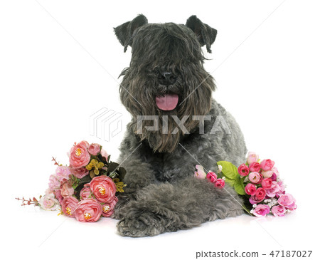 kerry blue terrier 47187027